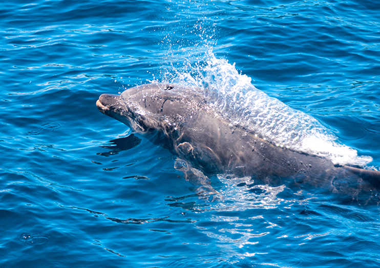 dophin_img01 dophin_img01