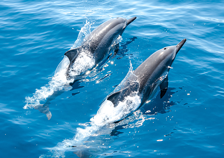 dophin_img02 dophin_img02