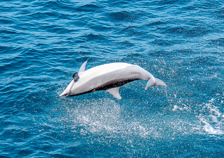 dophin_img03 dophin_img03