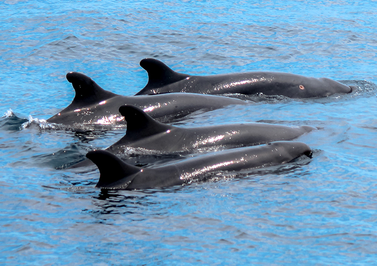 dophin_img04 dophin_img04