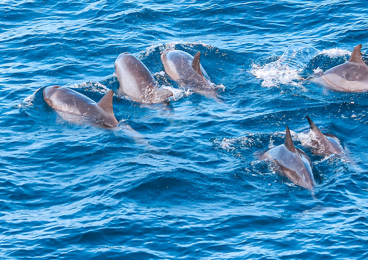 dophin_img05 dophin_img05